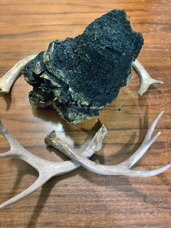 Courtesy photo
Fruits of the winter woods harvest — a chaga mushroom and the horns of bucks.