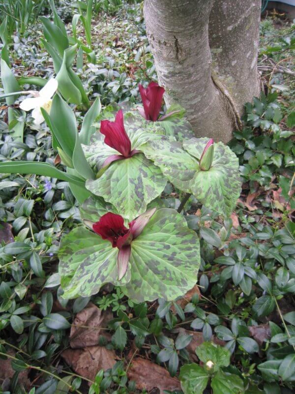 Trillium sessile, which means no stem because it blooms right from the leaves, is one of the pleasures of early spring.