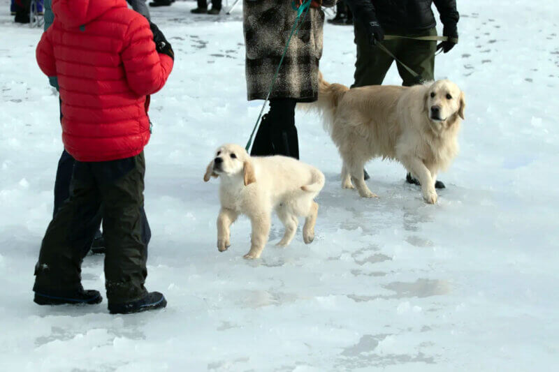 Photo by Sophie Acker. 
A dog and puppy have fun on frozen Lake Elmore on Jan. 27.