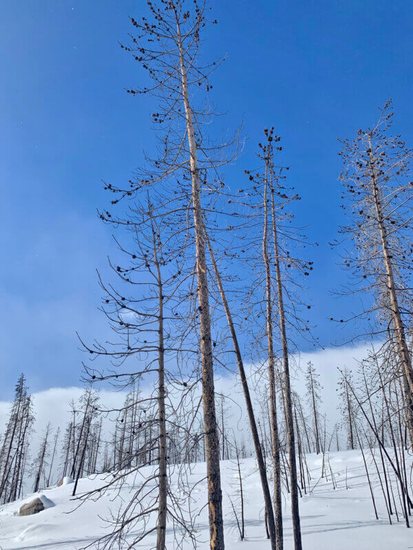 Photo by Elizabeth Bassett. 
A ski trail winds through scorched groves of lodgepole pine skeletons in Grand Lake, Colo., site of a horrific Colorado wildfire in 2020. 