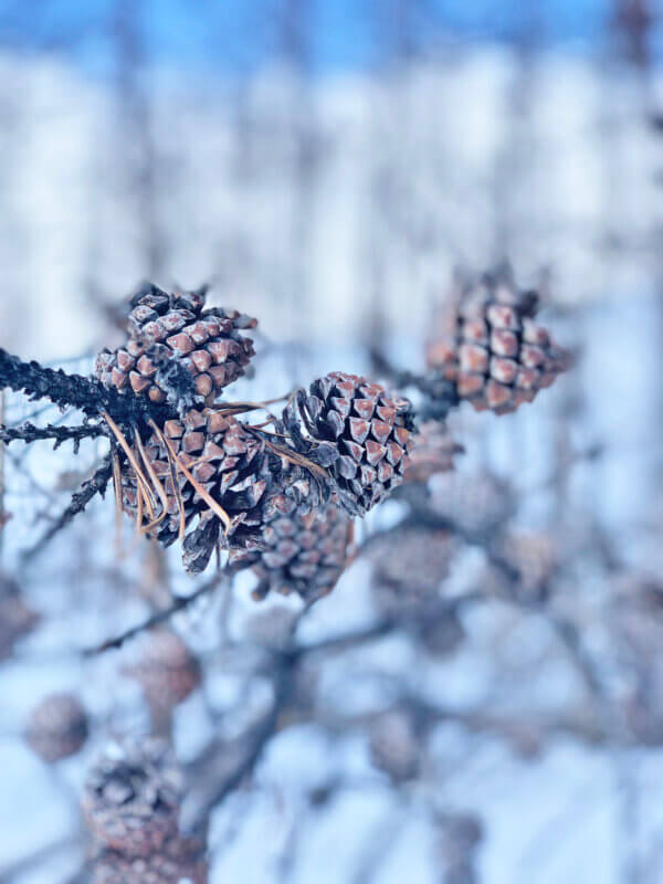 Photo by Elizabeth Bassett. 
After massive wildfires, serotinous cones are glued shut with a strong resin.