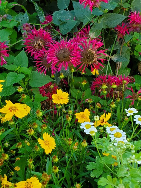 Photo by Karen Tuininga. 
Bee balm, coreopsis and feverfew provide not only beauty in this multifaceted garden but also food for pollinators and medicinal herbs for the gardener.
