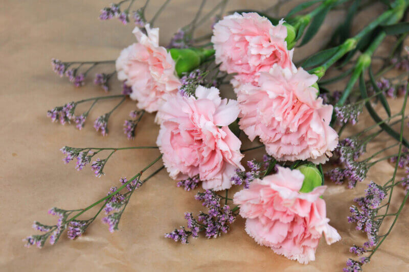 Photo by Moshe Harosh/Pixabay
Pink carnations are the perfect way to say “I’ll never forget you” to someone special on Valentine’s Day.