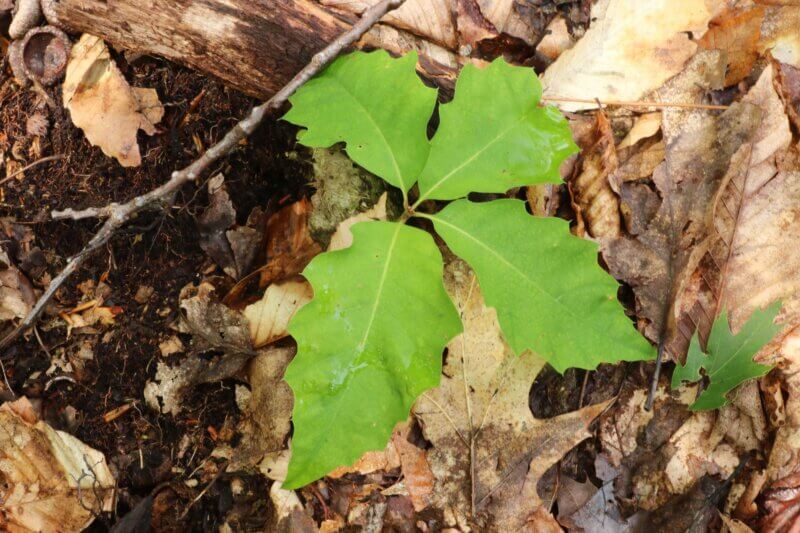 A red oak (Quercus rubra) seedling. Forests’ ability to regenerate new trees and plants after a disturbance is key to their resilience.
