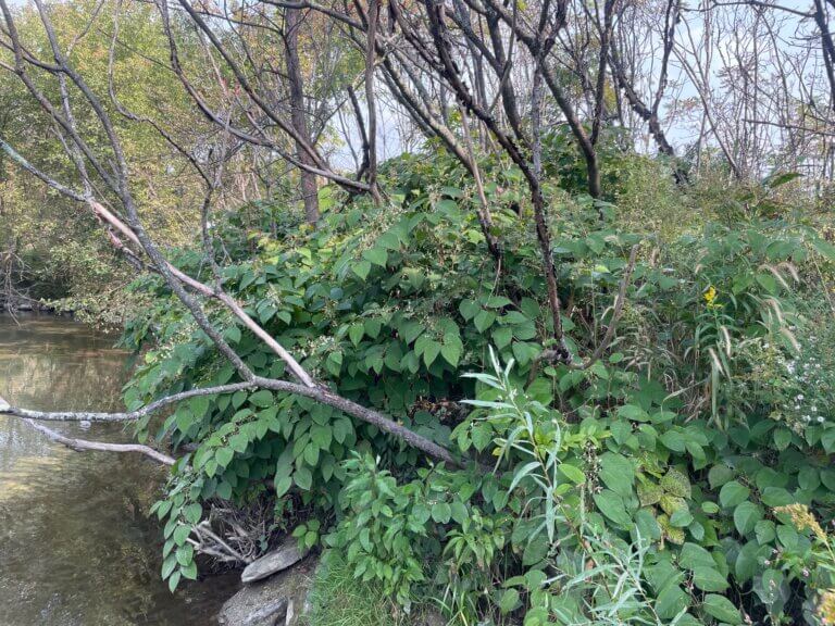 Lewis Creek Association fights Japanese knotweed in watershed