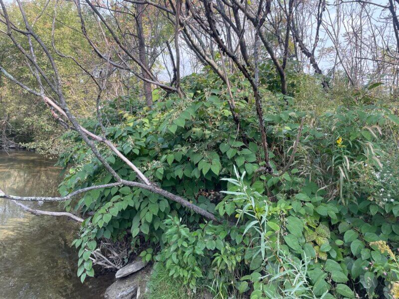 Photo by Kate Kelly. Japanese knotweed on the bank of Lewis Creek in Starksboro.