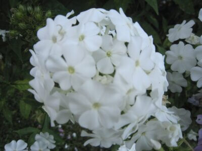 White phlox