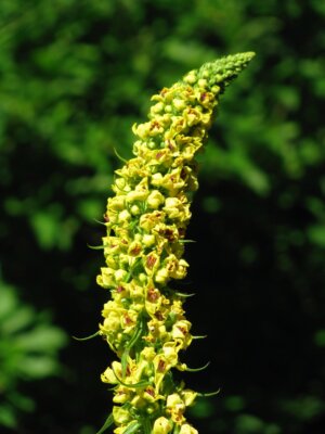 Verbascum chaixii