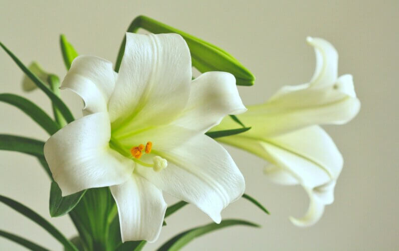 Photo by Ashlee Marie/Pexels. The ever-popular Easter lily, sold as a potted plant or cut flowers, symbolizes rebirth, new beginnings and hope.