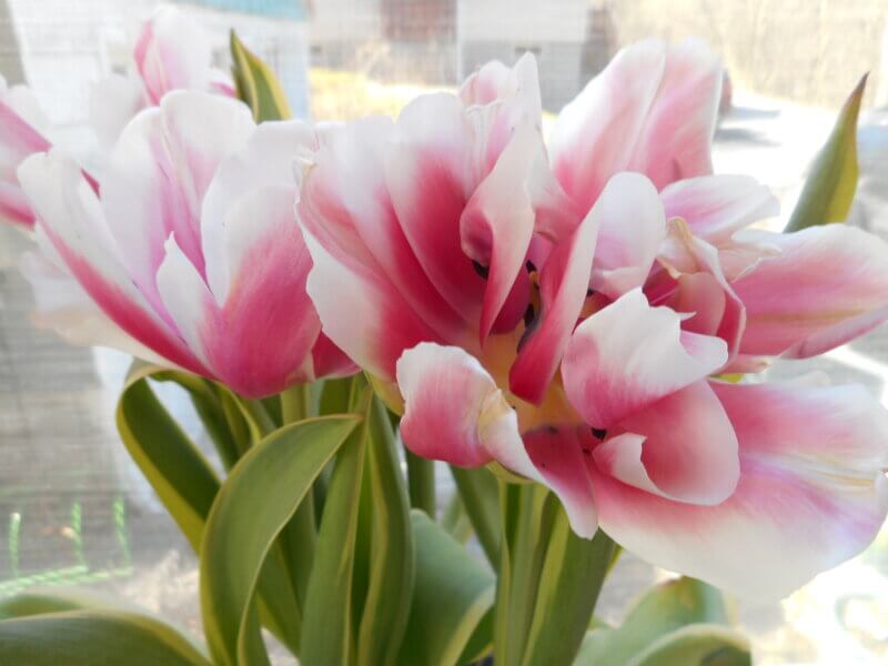 Photo by Deborah J. Benoit.
Tulips, a symbol or rebirth, are a classic spring-blooming flower, often gifted to someone special around Easter time.