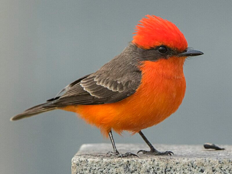 Photo by Bradley Hacker/Cornell Lab of Ornithology A vermilion flycatcher was Hank Kaestner’s spark bird, the bird he saw that imbued him with a passion for birding.