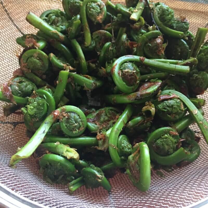 Photo by Dorothy Grover-Read. 
Fiddleheads before being cleaned and blanching don’t look appetizing. But after rubbing off the papery brown scales, soaking them, and blanching them in boiling water (which will turn dark like tea), you’ll remove all bitterness and be left with sweet sprouts that rival asparagus in flavor.