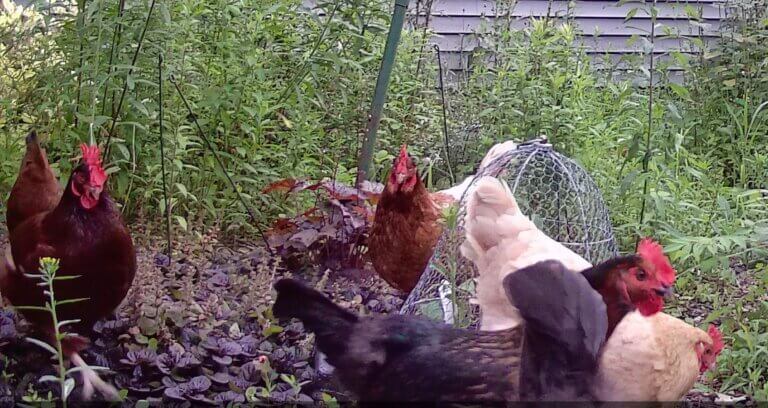 Chickens big benefit to the garden in a timely way