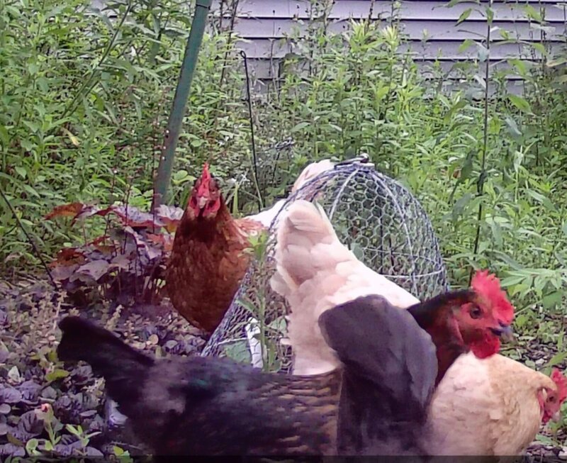 Photo by Deborah J. Benoit. 
Wire cloches can be used to protect small plants from chickens.