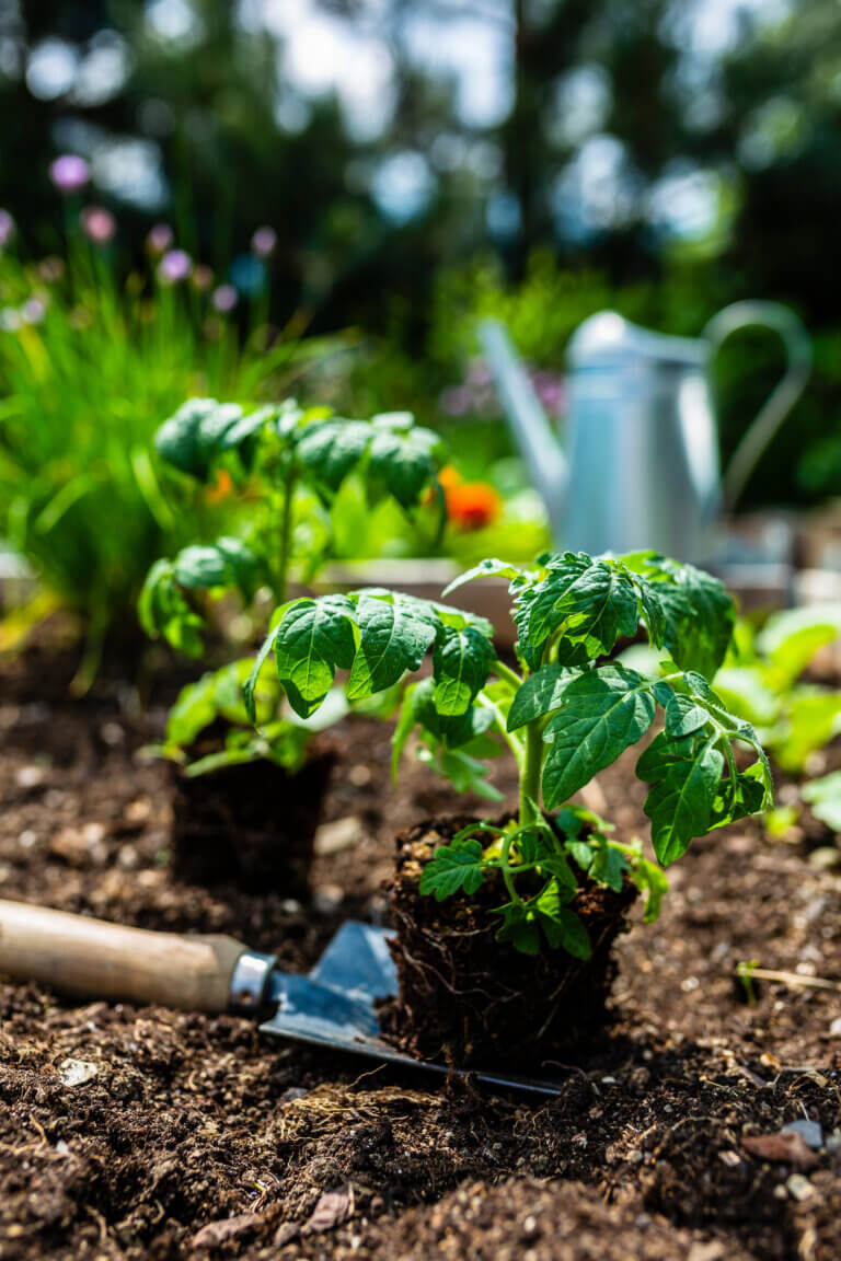 A good reason for gardening: Gardening is good for us
