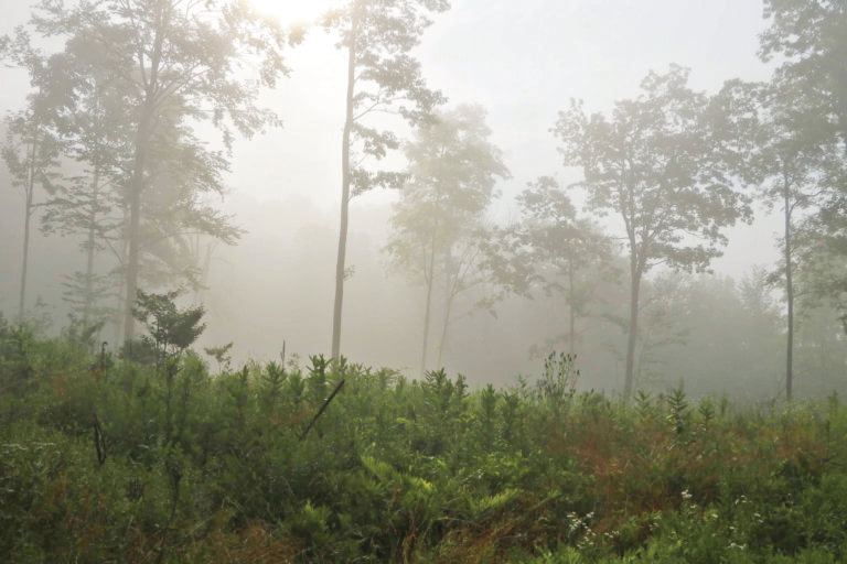 Working forests can maximize ecological, economic and cultural forest values