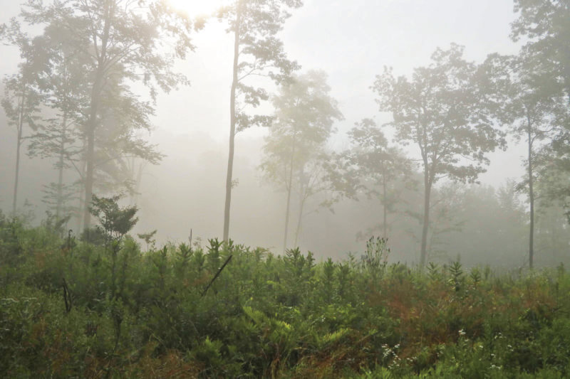 Photo by Ethan Tapper. A freshly managed area of Ethan Tapper’s own forest in Bolton. Working forests are managed for biodiversity, climate resilience and more, while also producing local, renewable resources.