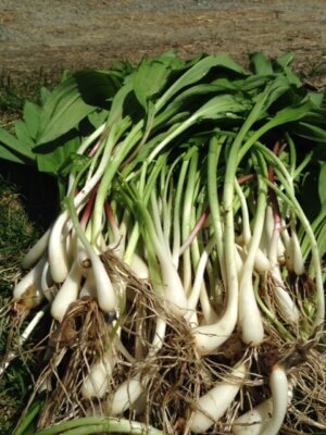 Photo by Bradley Carleton. Hunting success can mean bagging a bunch of ramps or wild leeks.