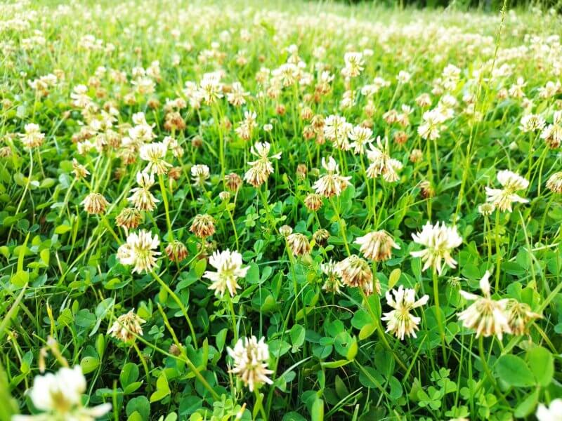 Photo by Anna Szentgyorgyr/Unsplash
Interplanting Dutch white clover amongst turfgrass in sunny lawn areas will not only enrich the soil but attract bees and other pollinators.