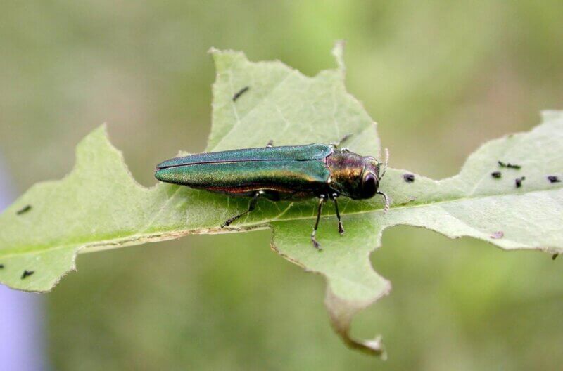 Photo by Debbie Miller.
Adult emerald ash borers, which emerge in late May or early June, are 1/4- to 1/2-inch long and dark green and metallic in color. 