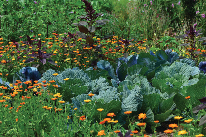Photo by James DeMers/Pixabay.
Marigolds are a good choice for a vegetable garden because not only are they a source of nectar and pollen for bees and other pollinators, but they also attract predatory insects that help control pests and can serve as a trap plant to lure slugs and other pests away from vegetable plants.