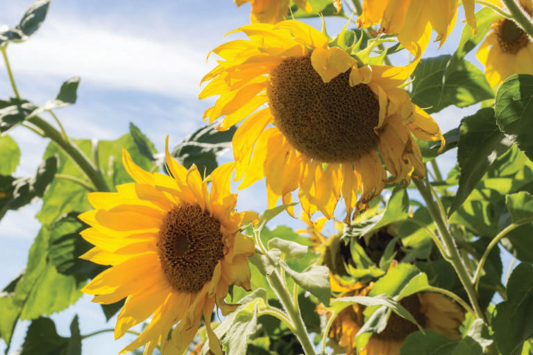 It’s time to nurture our garden — together