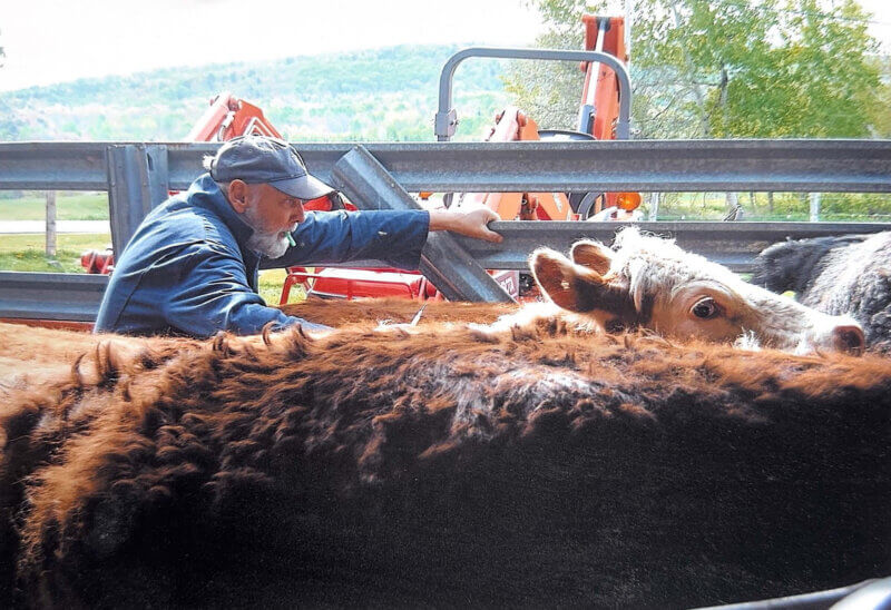 Courtesy photo. Albert Moraska struggles to push his way through mass of cows to give one an shot. He holds the needle cap in his teeth and the needle is in his right hand. His daughter said when he would do this it made her nervouse because it seemed so dangerous.