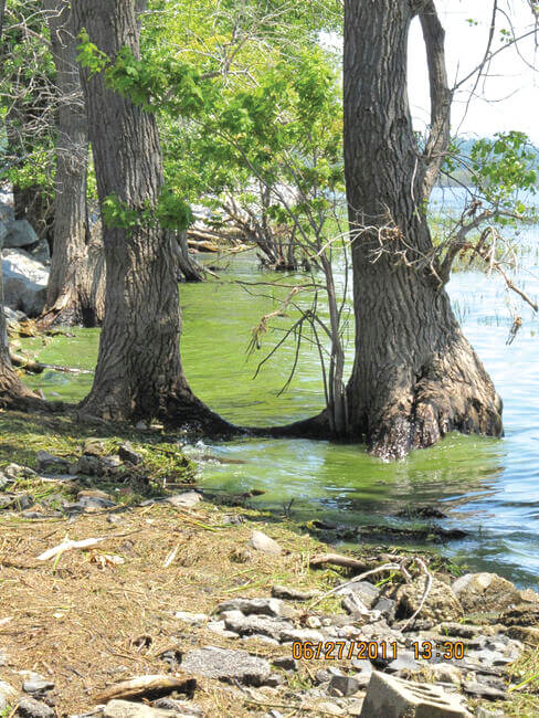 Photo by Vermont Department of Health. 
 Cyanobacteria can make dogs and humans sick or may even be fatal.