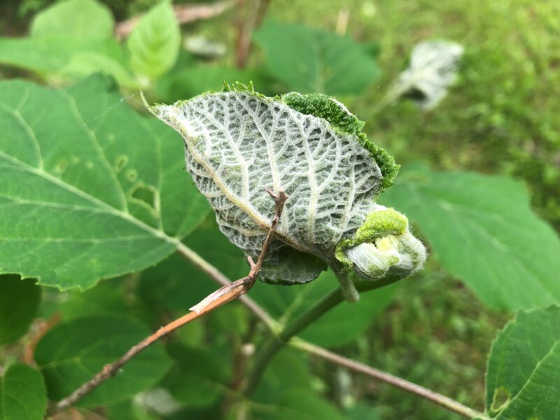 Photo by Ann Hazelrigg/University of Vermont Extension.
Bladder-like pouches of cupped leaves, tied together with silk, found at the ends of hydrangea branches are a sign of the hydrangea leaftier caterpillar.