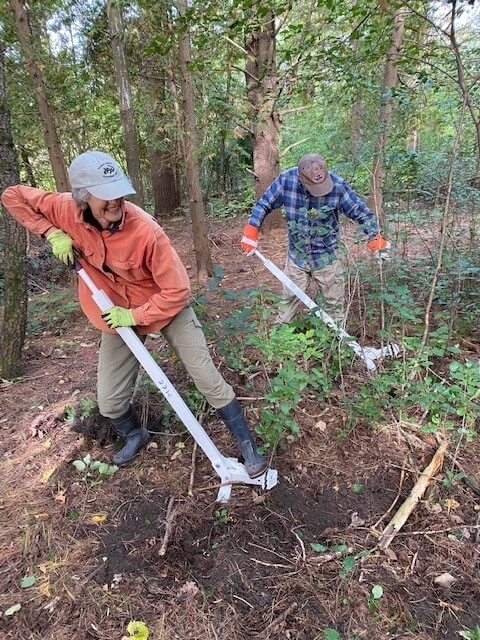 Ann Johnston Miller and Jaime Schulte of the Monkton Conservation Commission tackle buckthorn in the woods behind Monkton Central School.