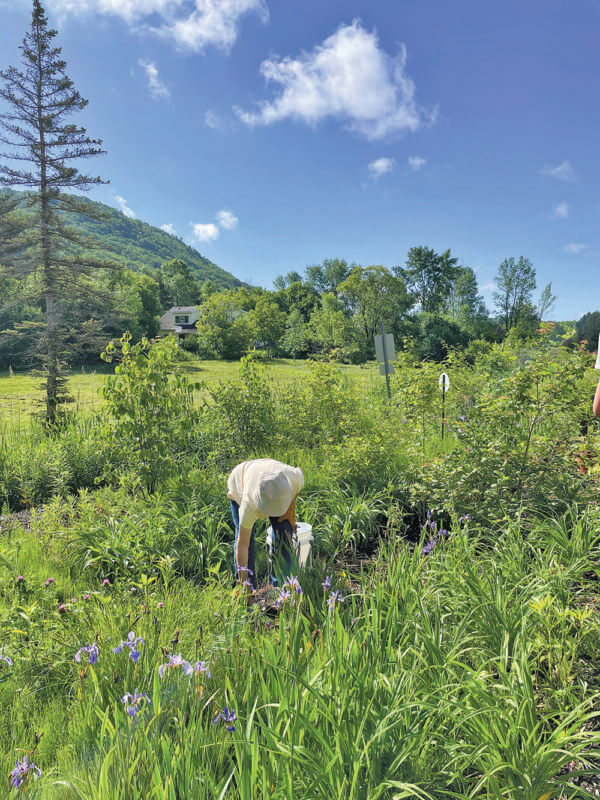 Photo by Susanna Kahn. Fraya Smith weeds carefully around the flowering iris in the library’s educational garden.