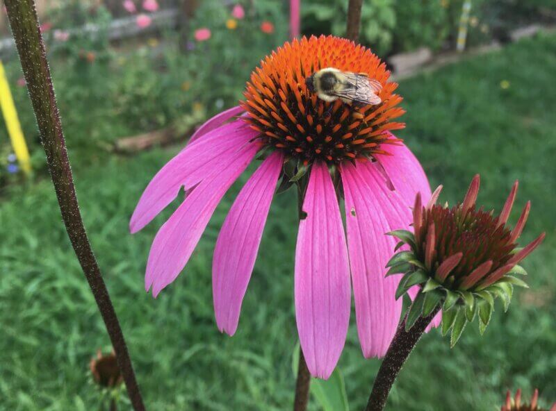 Photos by Bonnie Kirn Donahue
Photo by Bonnie Kirn Donahue.
A number of different species of flowers suitable for Vermont gardens, including the purple coneflower, provide important food sources and energy for native bees and insects. 