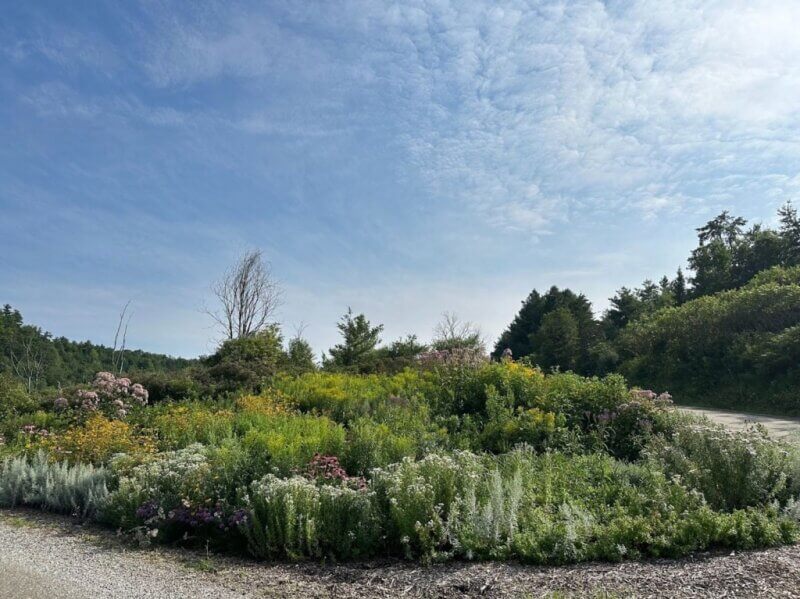Photo courtesy Julie Parker-Dickinson. The garden at Quinlan’s Covered Bridge in Charlotte in August 2023.
