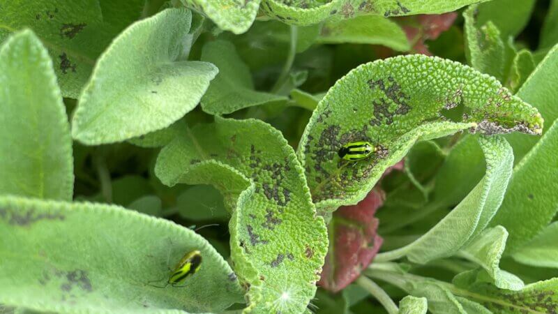 Photo by Ben Pomykala. Sunken brown angular leaf spots on sage and other host plants are caused by adult fourlined plant bugs feeding on the foliage.