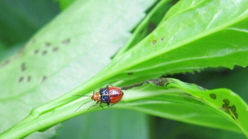 Photo by Dawn Dailey O’Brien, Cornell. University/bugwood.org The nymphs, or larval stage, of the fourlined plant bug are bright red with black wing pads and black dots on their abdomen.