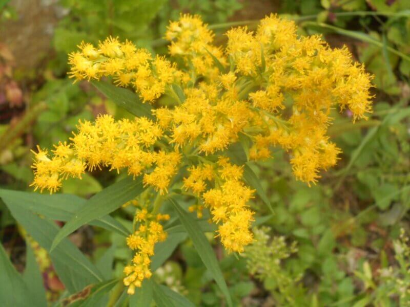 Photo by Deborah J. Benoit If allowed to spread unchecked, goldenrod can be a nuisance, although many gardeners welcome this perennial as its flowers are a favorite of bees, butterflies and other pollinators.