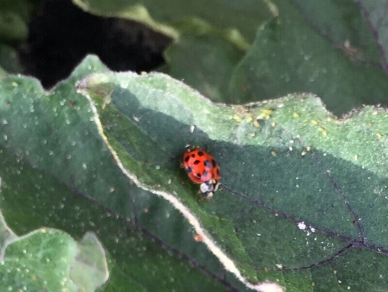 Photo by Vern Grubinger. A lady beetle prowls for aphids on an eggplant leaf.