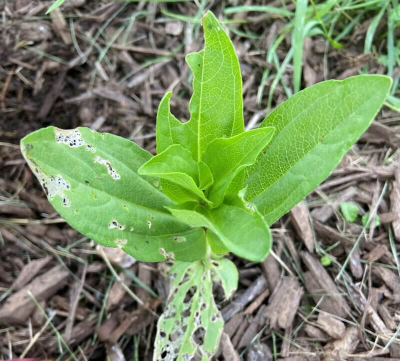 Photo by Ann Hazelrigg/University of Vermont Extension.
Slugs feed on a wide variety of host plants, leaving irregular-shaped holes on foliage and flowers, such as the damage found on this zinnia.