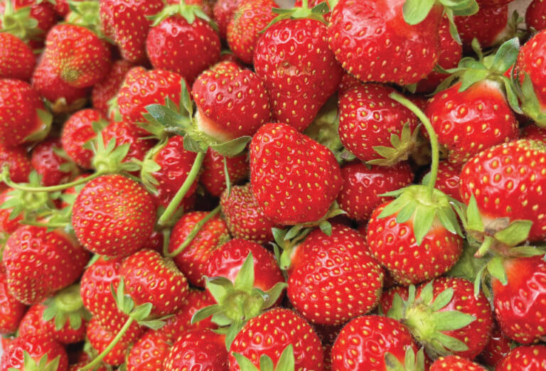 Pick-your-own-fruit etiquette