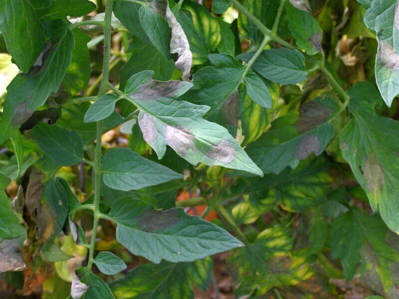 Photos by Meg McGrath/Cornell University.
Large, expanding brown lesions with whitish gray spores are caused by Phytophthora infestans or late blight on tomato leaves.