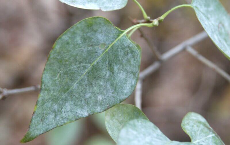 Photo by Ward Upham, 
Kansas State University
Powdery mildew, a fungal disease of lilacs and other plants, occurs when there is high humidity combined with cool nights and warm days.
