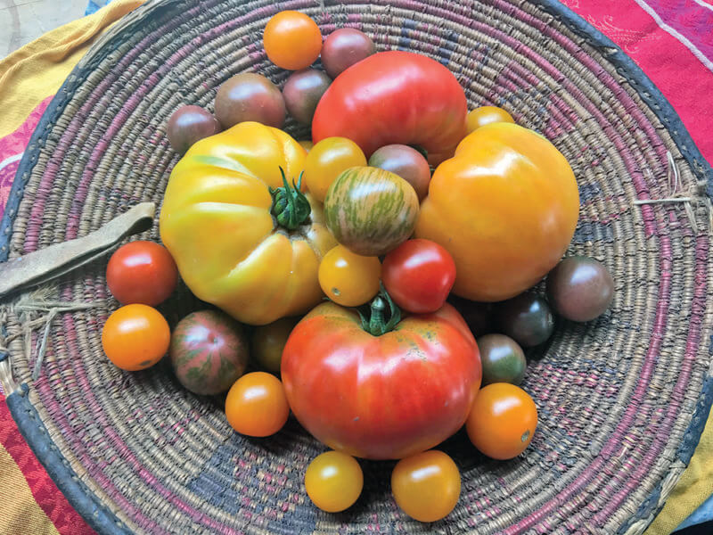 Let’s celebrate tomato season with all its diversity. Right now, our farm stands, farmers markets, and even our own back yards, are offering up these flavorful fruits in a rainbow of colors and sizes.