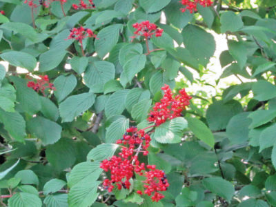Viburnum berries