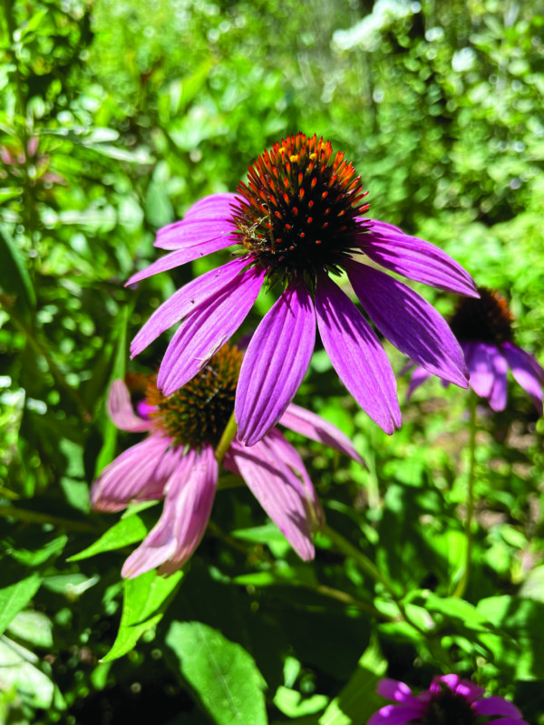 Coneflowers