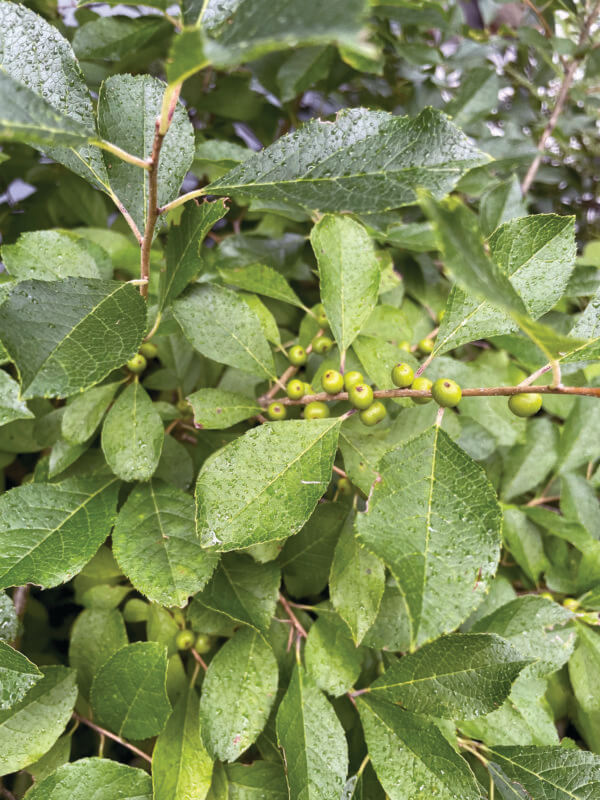 Unripe winterberries