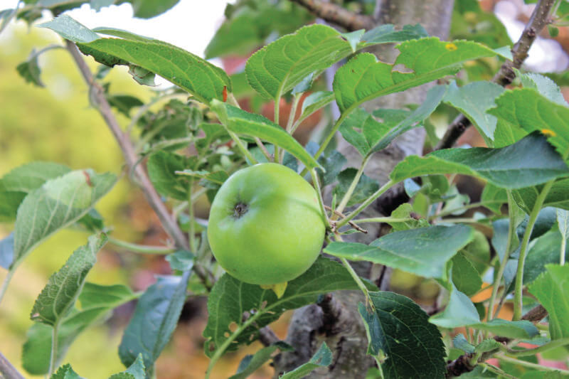 Photos by Deborah J. Benoit.
An “apple a day may keep the doctor away,” as the old saying says, because this fruit is an excellent source of fiber and antioxidants.