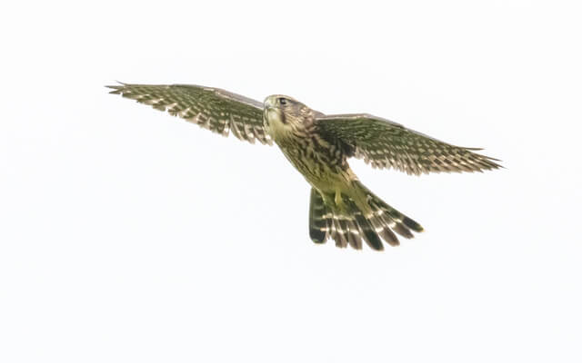 Photo by Tom Kaestner. A merlin falcon seen at Mt. Philo this September.