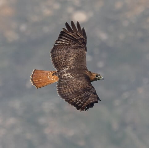 September was good month for Mt. Philo raptor watching