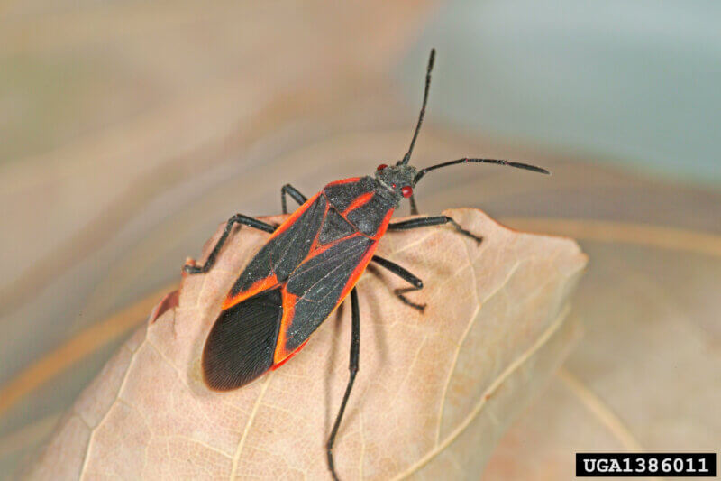 Photo by Louis Tedders, USDA Agricultural Research Service. Color variations of the adult multi-colored Asian lady beetle (Harmonia axyridis).