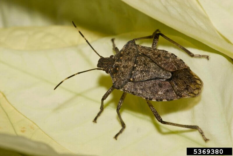 Photo by Susan Ellis. Adult brown marmorated stink bug (Halyomowrpha halys).
